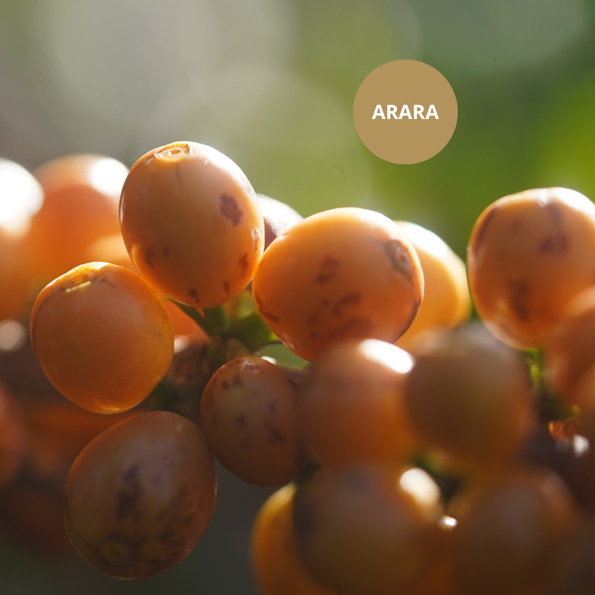 Foto Cafe Especial Especie Arabica Variedade Arara Sul de Minas Tres Pontas Brasil