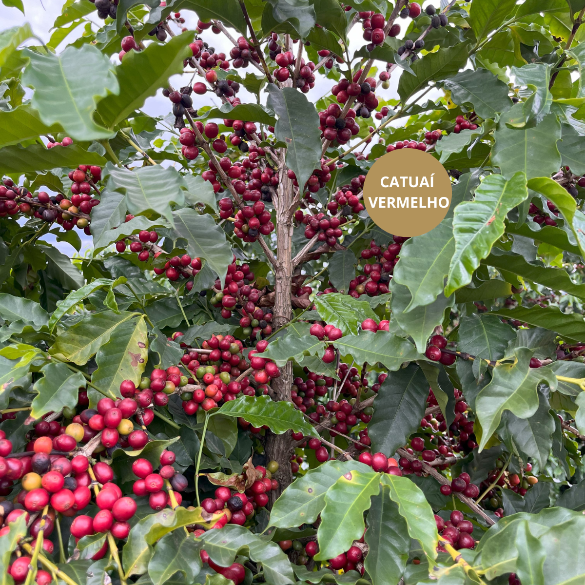 Foto Cafe Especial Especie Arabica Variedade Mundo Novo Sul de Minas Tres Pontas Brasil