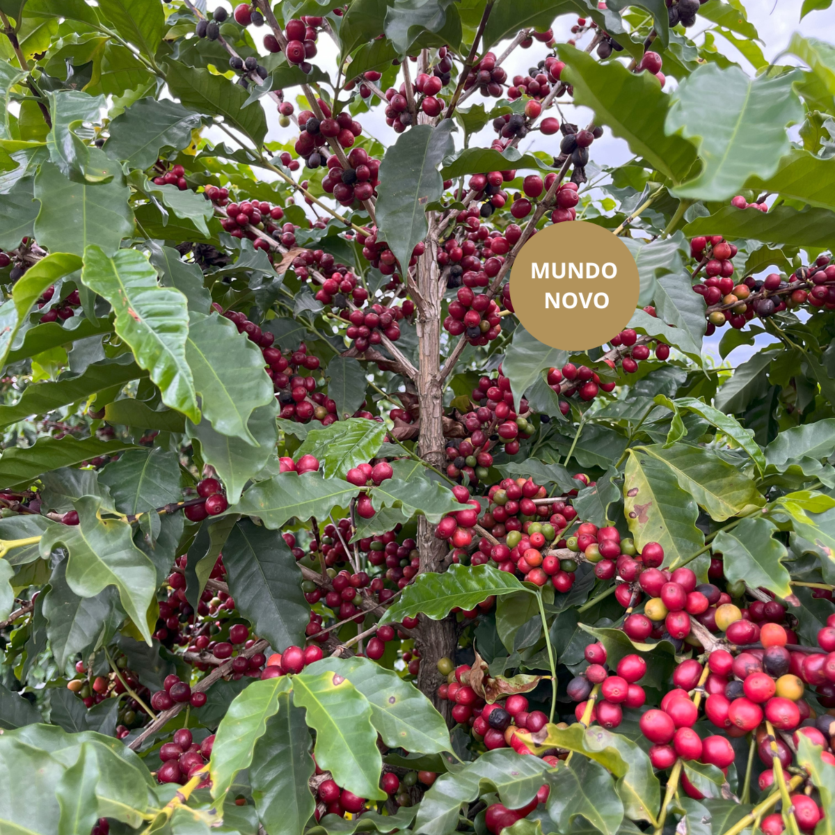 Foto Cafe Especial Especie Arabica Variedade Mundo Novo Sul de Minas Tres Pontas Brasil