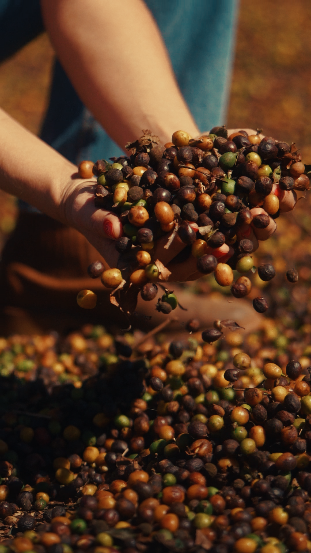 Foto de Cafe Especial Terreiro Sul de Minas Tres Pontas Minas Gerais - Florada de Minas