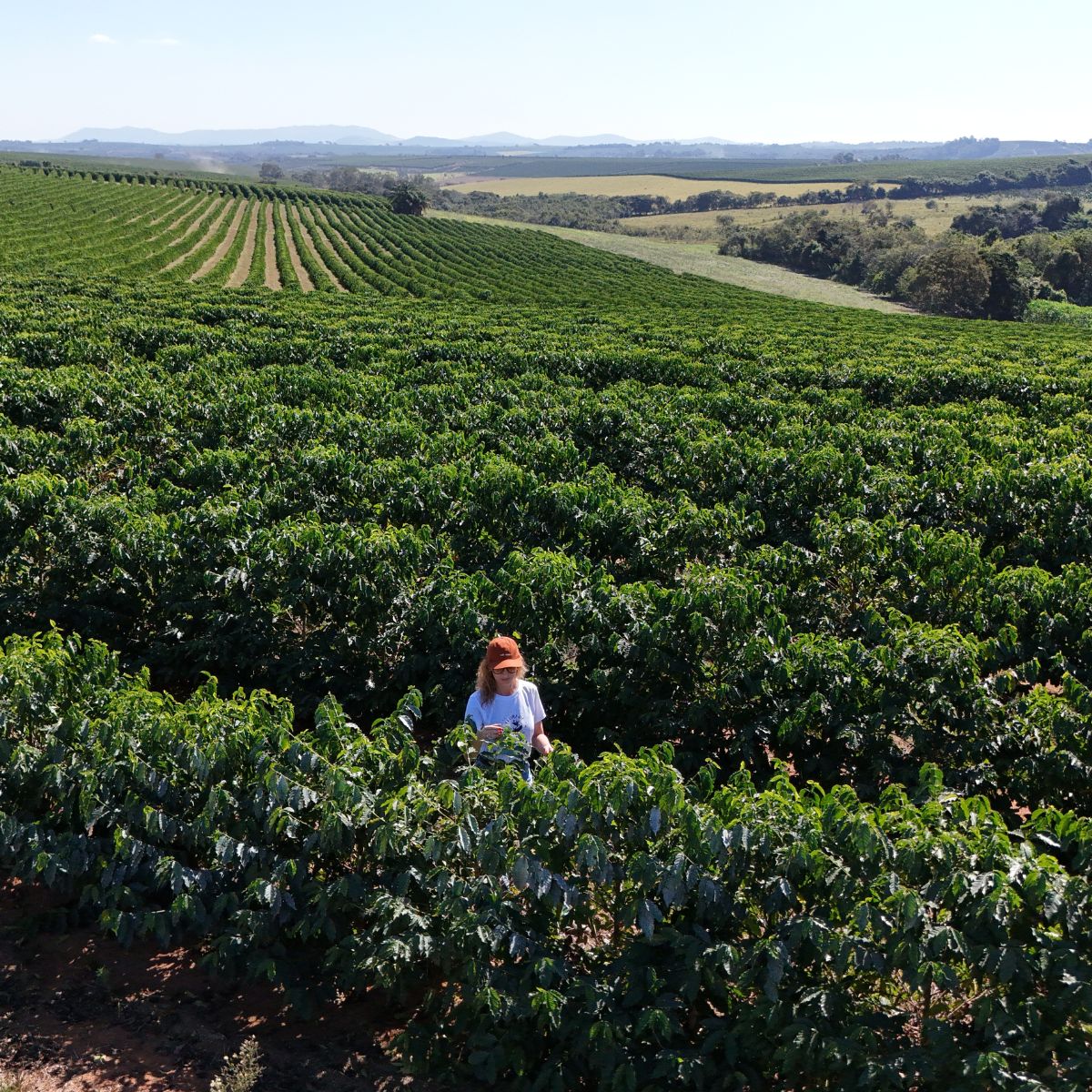 Lavoura de Cafe Especial - Brasil - Sul de Minas Gerais - Três Pontas